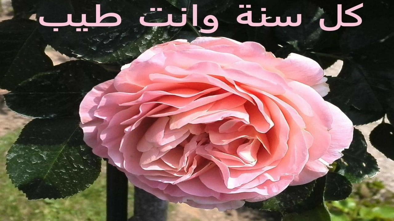 رد على كل سنه وانت طيب