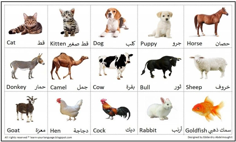 اسماء الحيوانات بالانجليزي