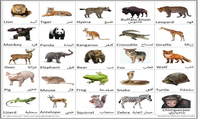 اسماء الحيوانات بالانجليزي