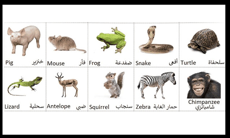 اسماء الحيوانات بالانجليزي