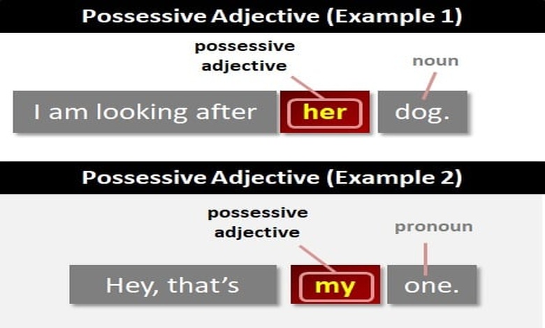 شرح possessive adjectives