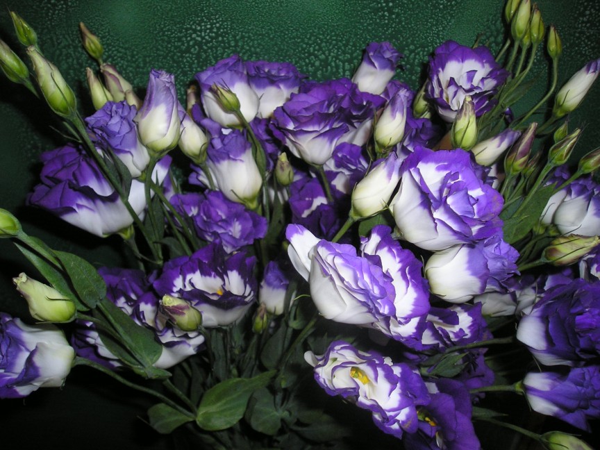 اسماء الزهور النادرة
