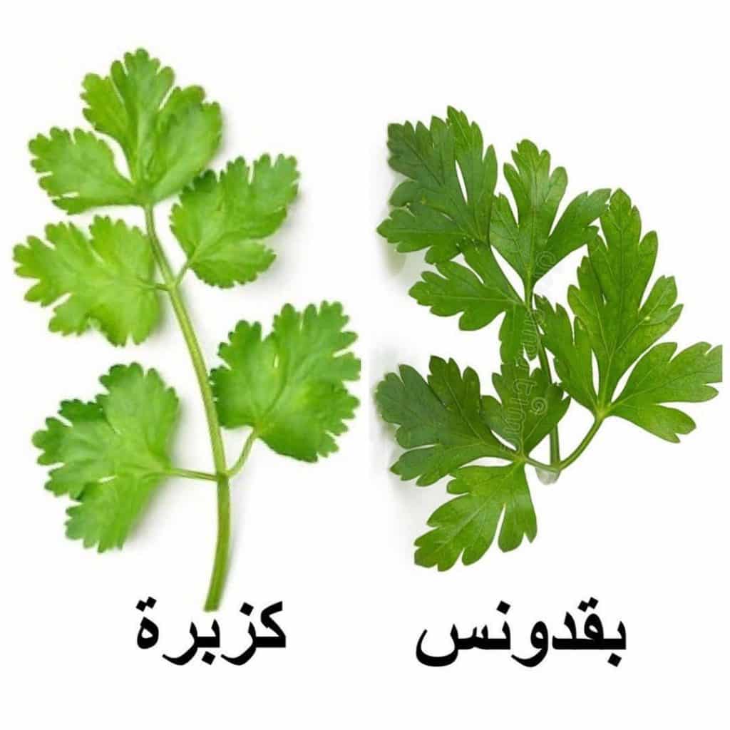 الفرق بين البقدونس والكزبرة