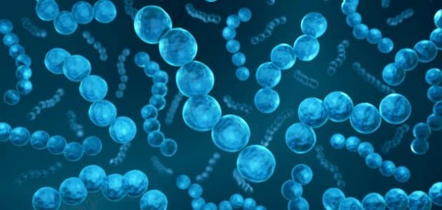 بحث جامعي عن البكتيريا