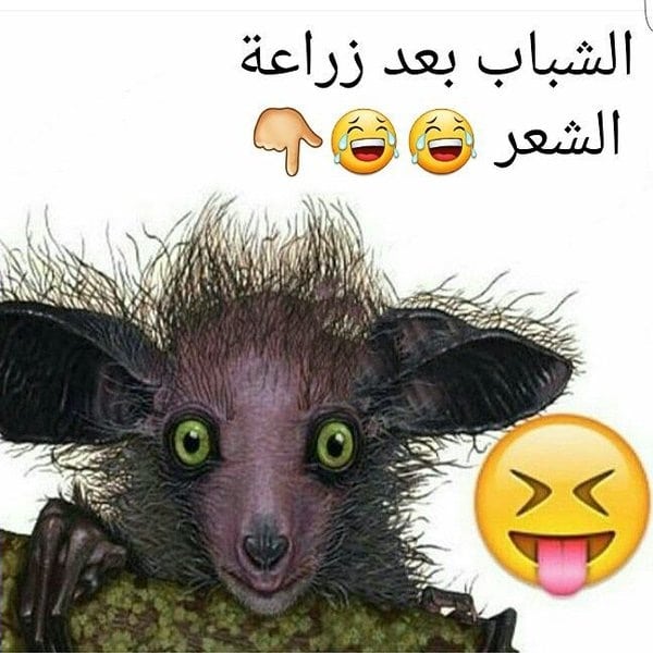 بوستات فيس بوك مضحكة