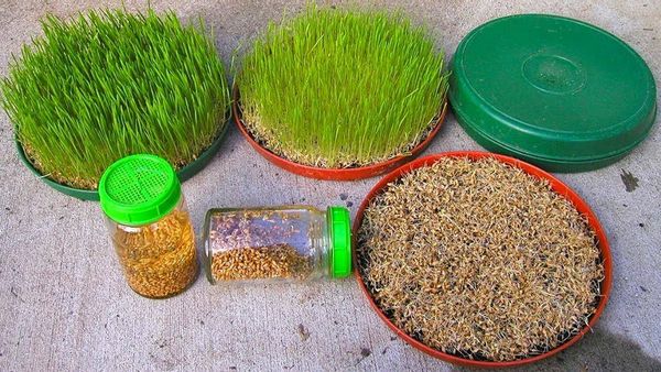 تجربتي مع عشبة القمح