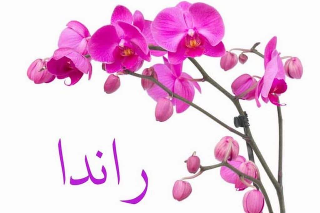 رسائل حب باسم رندا