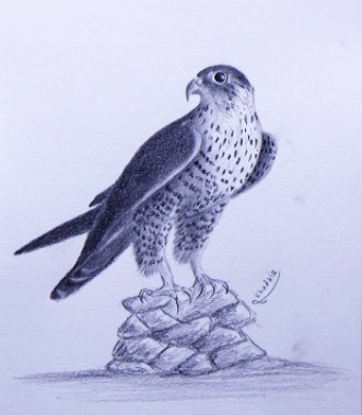 رسومات تلوين صقر