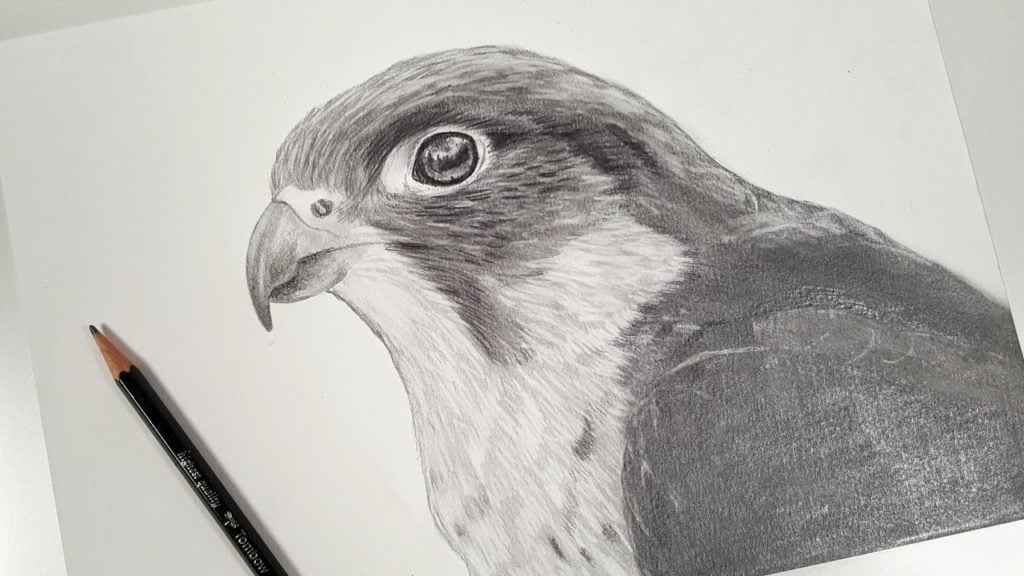 رسومات تلوين صقر