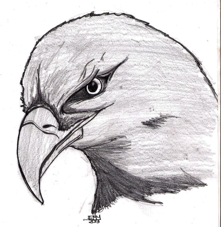 رسومات تلوين صقر