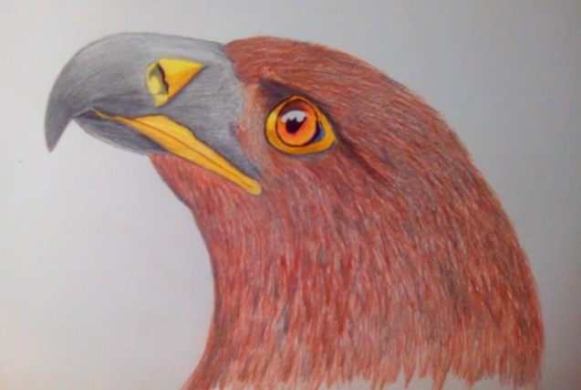 رسومات تلوين صقر