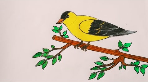 رسومات تلوين صقر