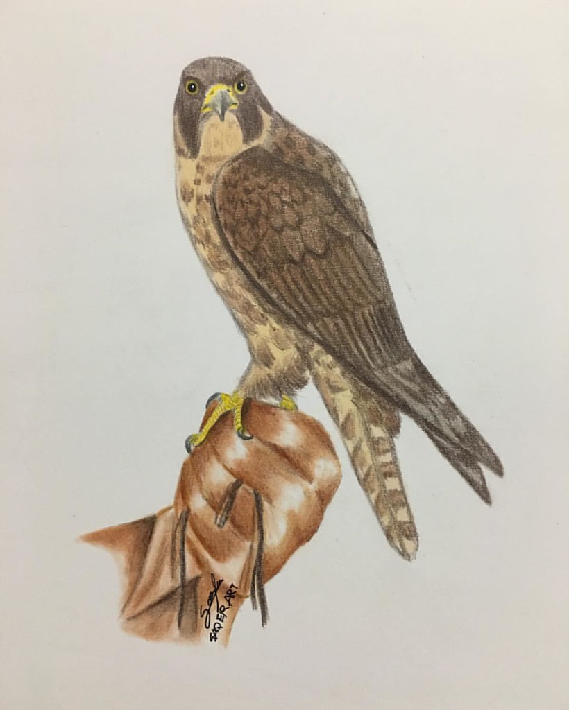 رسومات تلوين صقر