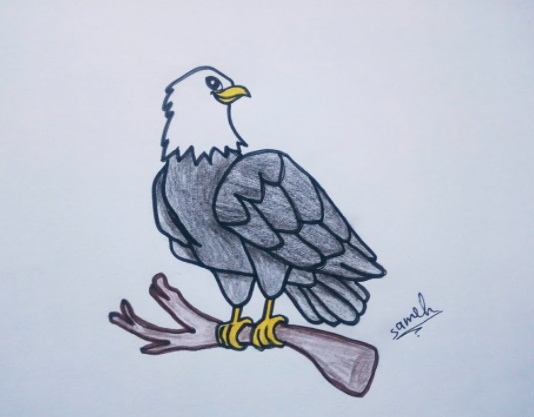 رسومات تلوين صقر