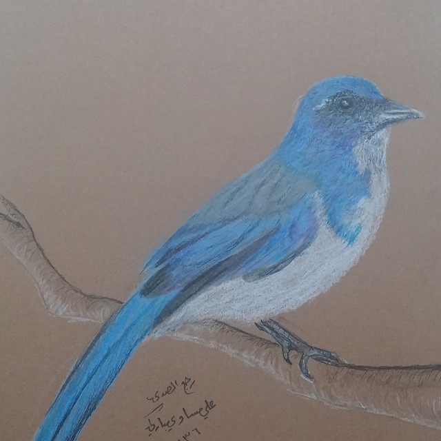 رسومات تلوين صقر