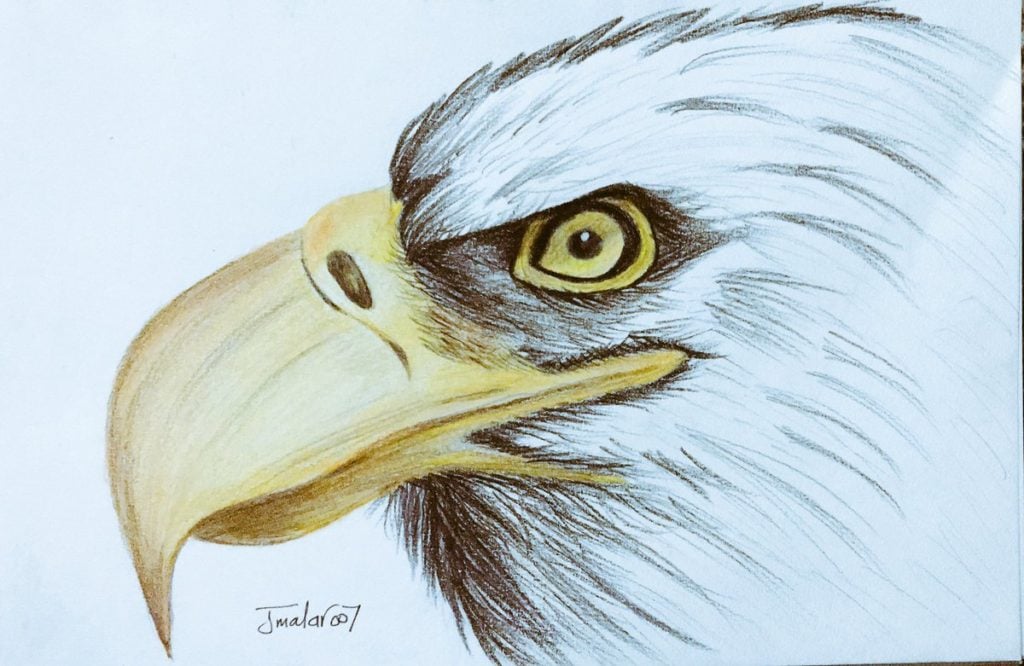 رسومات تلوين صقر