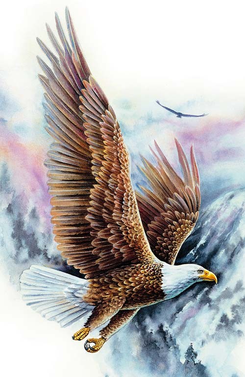 رسومات تلوين صقر