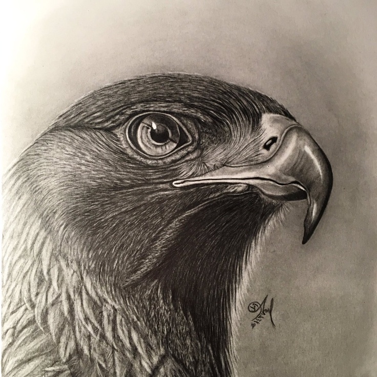 رسومات تلوين صقر