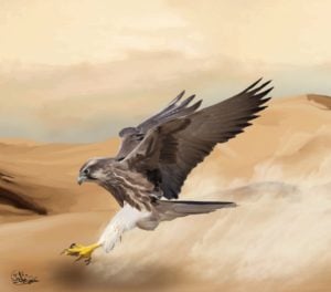 رسومات تلوين صقر