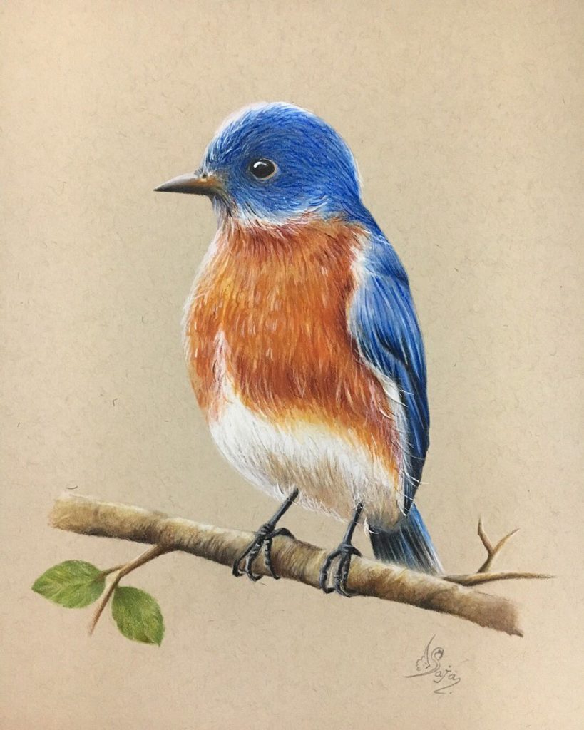 رسومات تلوين صقر