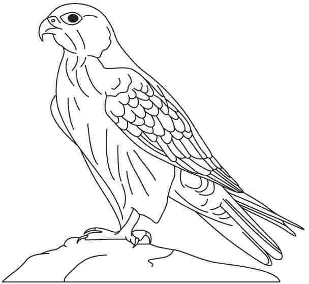 رسومات تلوين صقر