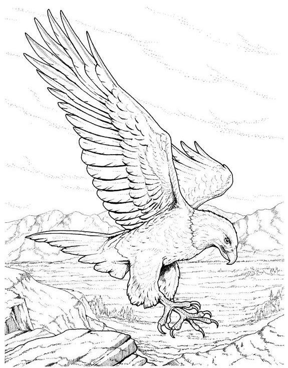 رسومات تلوين صقر