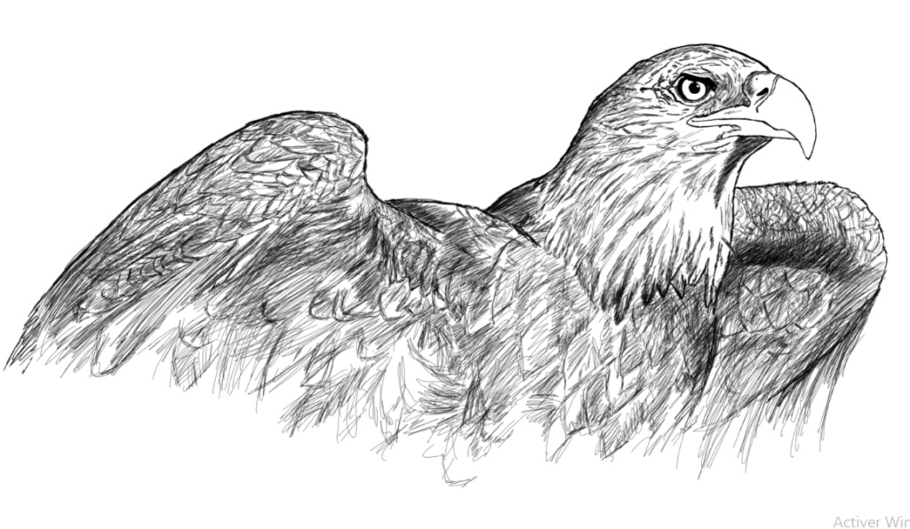 رسومات تلوين صقر