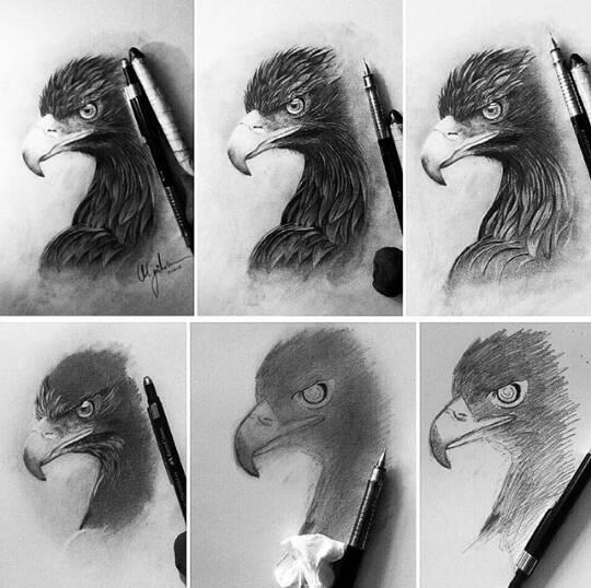 رسومات تلوين صقر