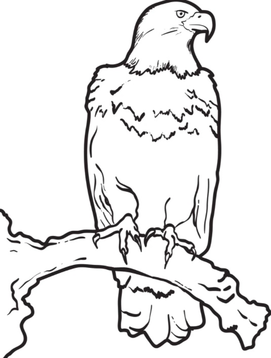 رسومات تلوين صقر