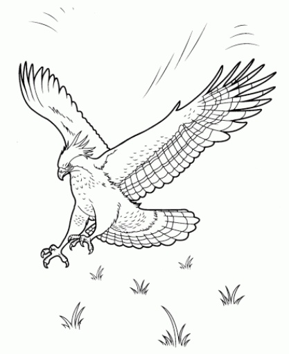 رسومات تلوين صقر