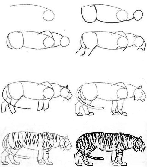 رسومات تلوين نمر