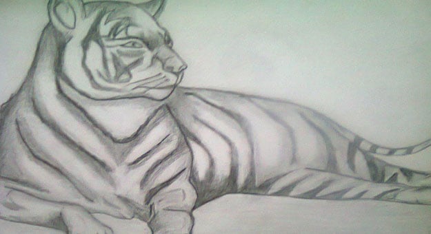 رسومات تلوين نمر