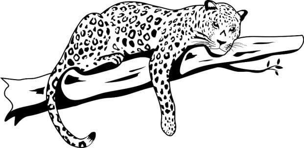 رسومات تلوين نمر