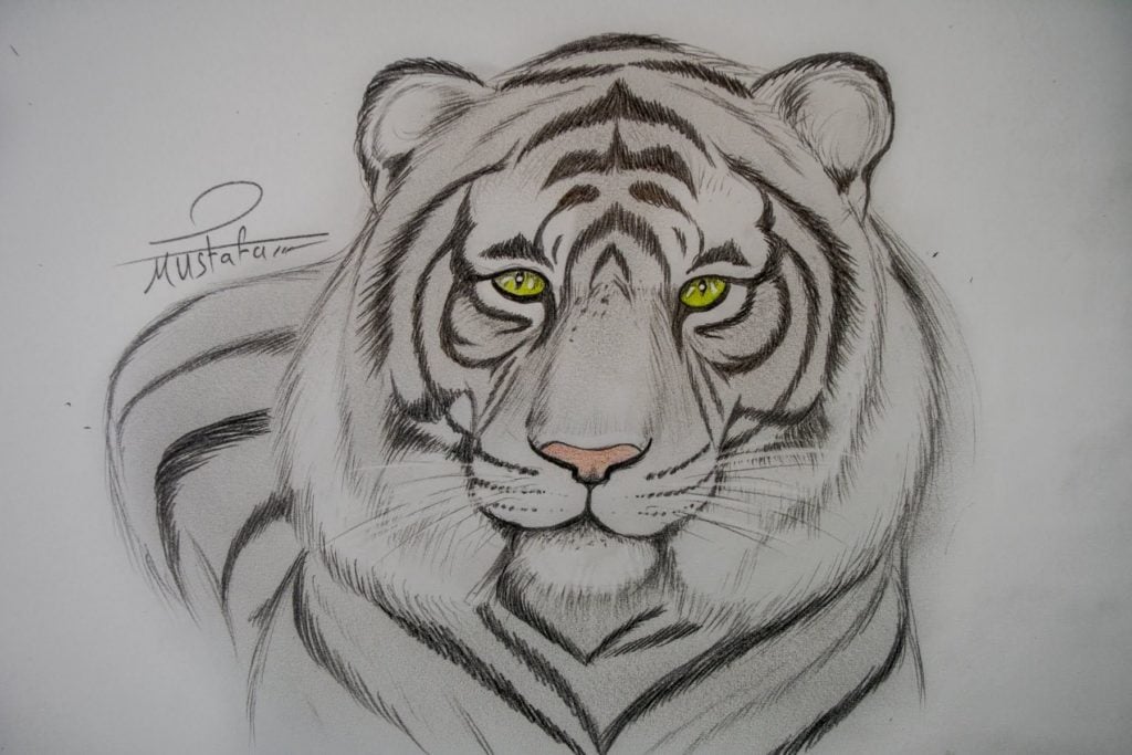 رسومات تلوين نمر