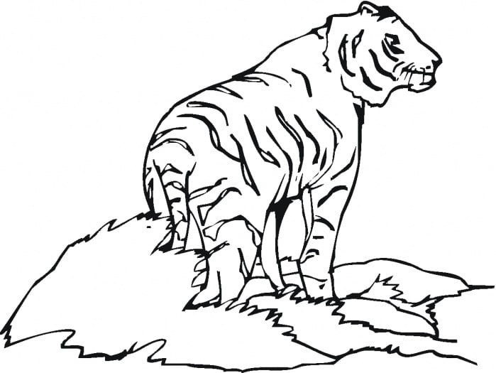 رسومات تلوين نمر