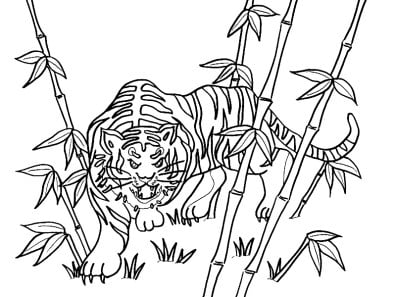 رسومات تلوين نمر