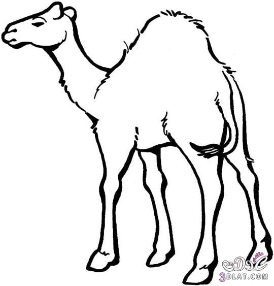 رسومات تلوين وحيد القرن