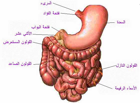 رسومات للتلوين عن اعضاء الجسم