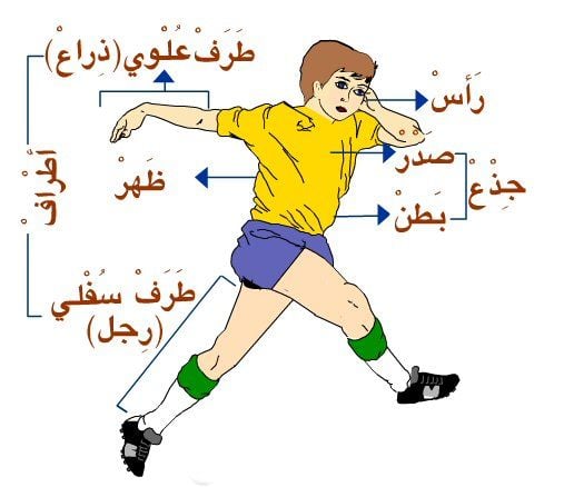 رسومات للتلوين عن اعضاء الجسم