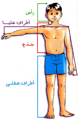 رسومات للتلوين عن اعضاء الجسم
