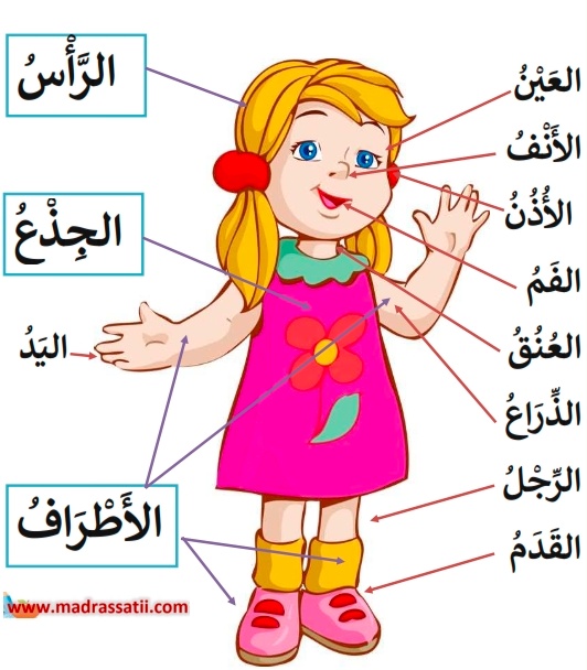 رسومات للتلوين عن اعضاء الجسم