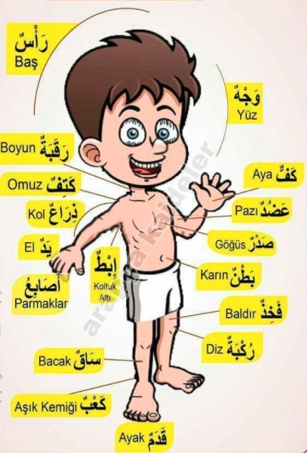 رسومات للتلوين عن اعضاء الجسم