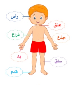 رسومات للتلوين عن اعضاء الجسم