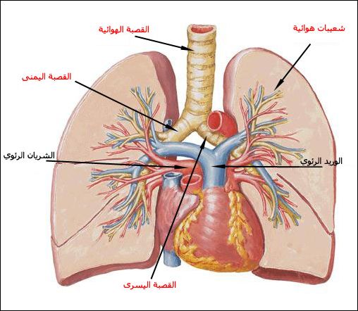 رسومات للتلوين عن اعضاء الجسم