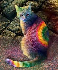 رسومات للتلوين قطط