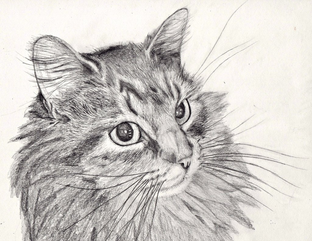 رسومات للتلوين قطط