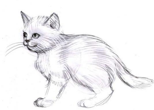 رسومات للتلوين قطط