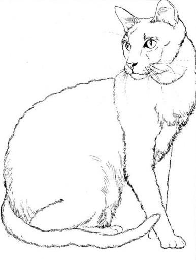 رسومات للتلوين قطط