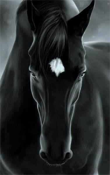 رمزيات خيول وبنات