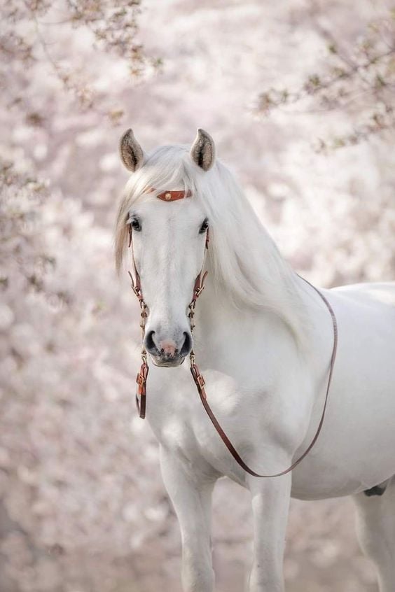 رمزيات خيول وبنات